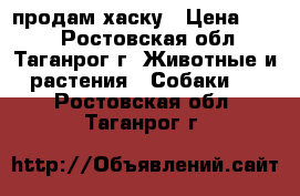 продам хаску › Цена ­ 500 - Ростовская обл., Таганрог г. Животные и растения » Собаки   . Ростовская обл.,Таганрог г.